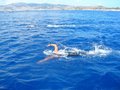 Stretto_Messina_2008_0014