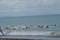 cecina
