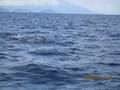 Elba luglio 2014 033