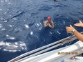 Elba luglio 2014 028