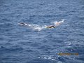 Elba luglio 2014 049