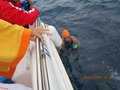 Elba luglio 2014 057