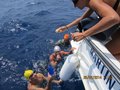 Elba luglio 2014 042
